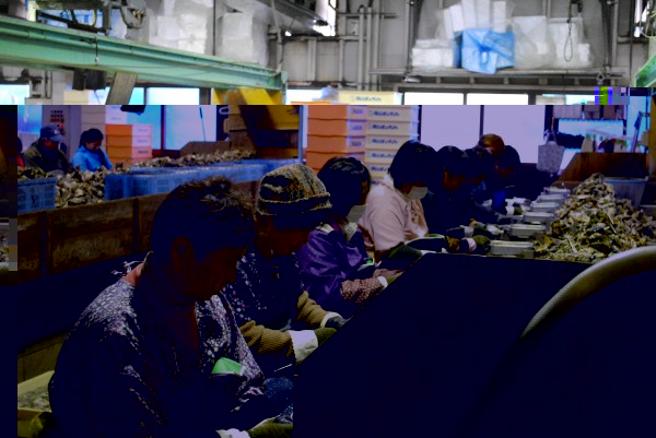 Oyster Processing in Hinase, Okayama